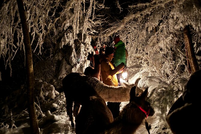 Llama Hike With Homemade, Traditional Cheese Fondue - Cancellation and Booking
