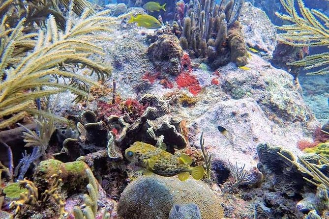 Local Reef Dives for Certified Divers - Health and Safety Guidelines