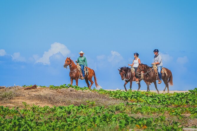 Los Cabos Horseback Riding - Safety Considerations