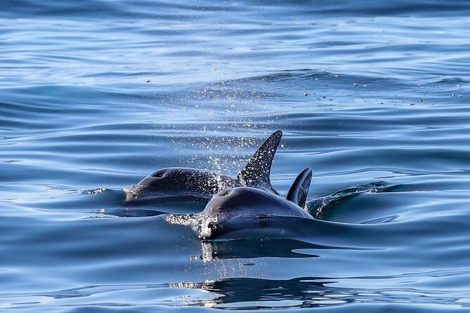 Lower Valley of the Chubut River With Dolphins Boat Watching - Additional Information