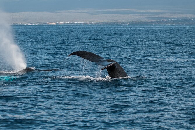 Luxury Catamaran Whale Watch - Customer Reviews Highlight
