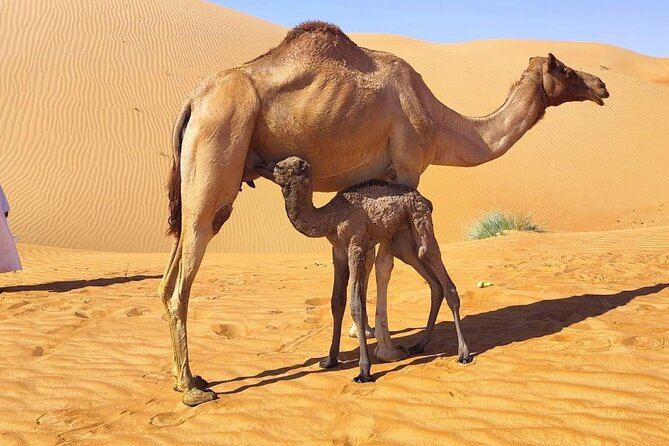 Luxury Overnight Desert Safari in Salalah - Guest Reviews and Feedback
