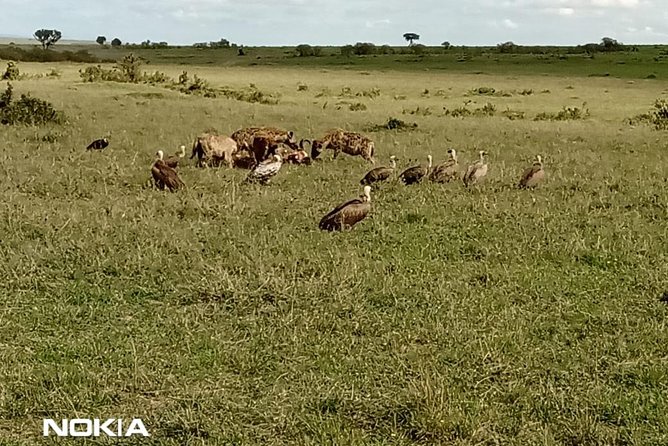 Maasai Mara Game Reserve - Operating Hours and Accessibility