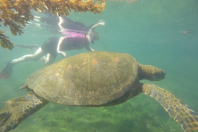 Machu Picchu & Galápagos Islands Essentials - Snorkeling Experiences