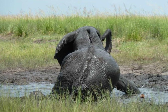 Madikwe Game Reserve Day Tour (Minimum per Booking: 5 People) - Border Crossing Considerations