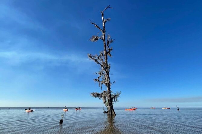 Manchac Swamp Kayak Tour for Experienced Kayakers With Pickup - Knowledgeable Guides and Commentary