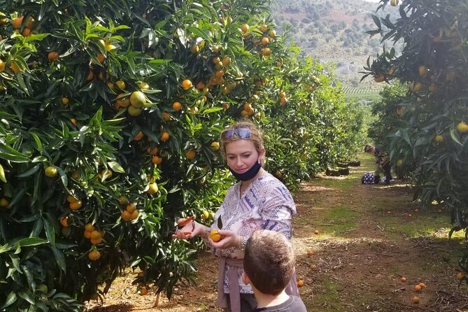 Mandarina Farming Tour With Food and Drink Tasting in Albania - Meeting Point and Confirmation