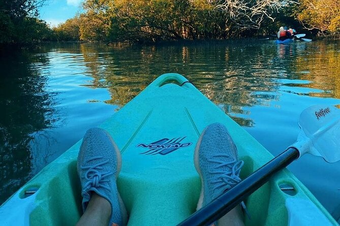 Mangrove Kayaking Abu Dhabi - Wildlife and Ecosystem