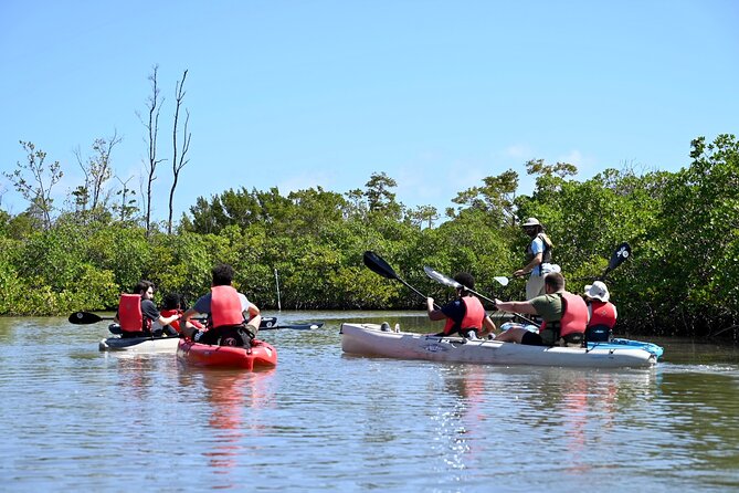 Mangrove Tunnel Kayak Eco Tour - Gear and Amenities