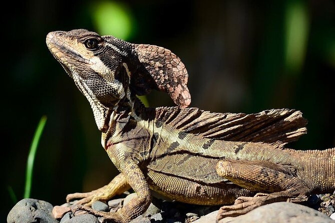 Manuel Antonio National Park Guided Walk - Pricing and Value Proposition