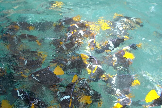 Marietas Islands Eco Discovery Snorkeling Adventure - Marine Life and Scenery