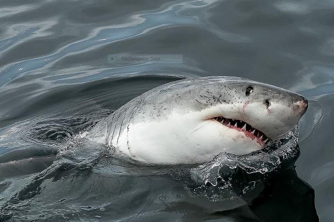 Marine Big 5 Full Day Guided Return Transfer Cape Town - Gansbaai - Transportation and Accessibility