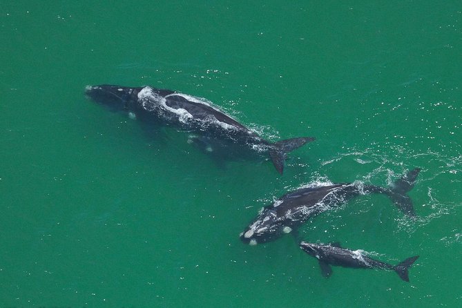 Marine Big 5 Safari Full Day Trip From Cape Town - Wildlife Spotting Opportunities