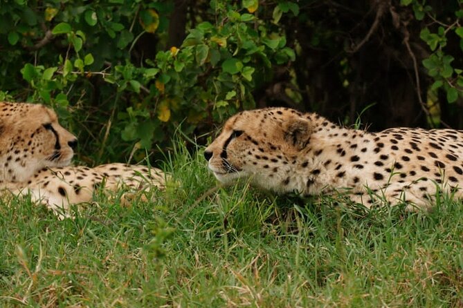 Masai Mara 3Days Safari Adventure - Daily Itinerary