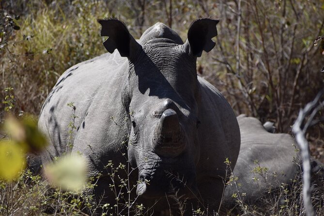 Matobo Rhino Encounter - Encountering the White Rhinos