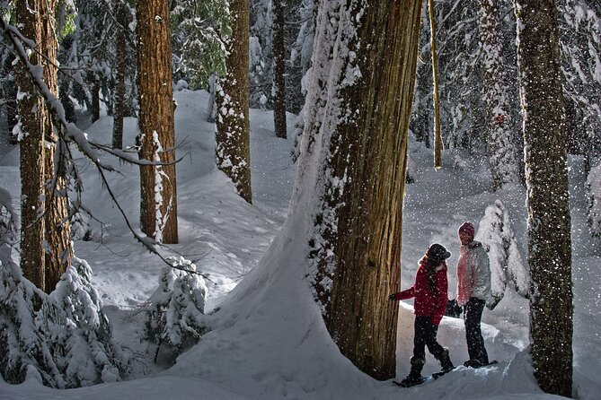 Medicine Trail Snowshoe Tour - Tips for a Great Experience