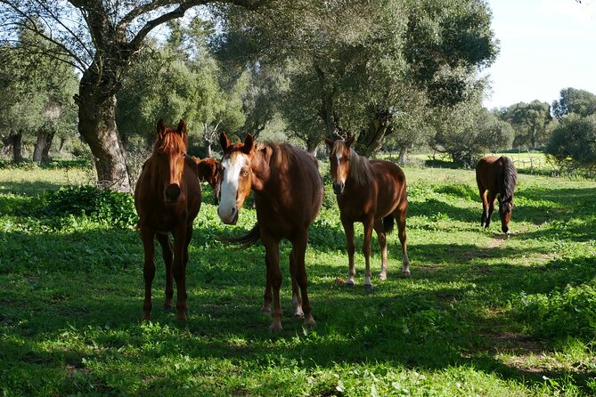 Meditation Activity: Mindfulness With Horses in Zahora - Reasons to Try This Activity