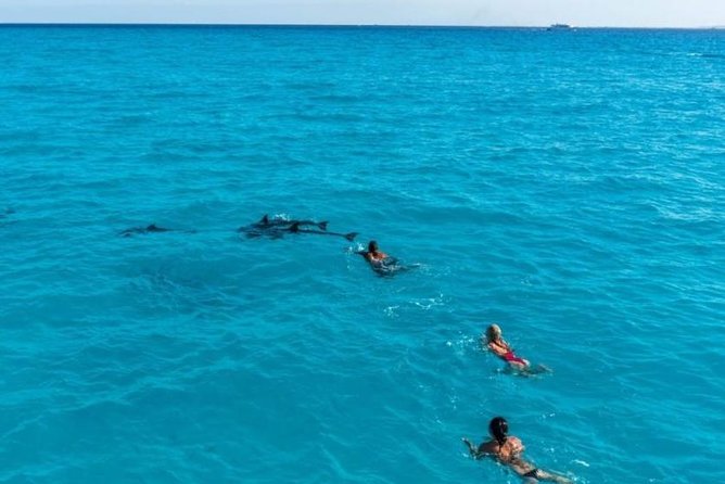 Meet the Dolphins in Snorkeling Tour - Pickup and Transfer Details