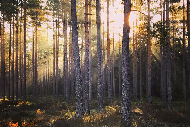 Midnight Sun and Campfire - Forest Evening Hike Outside Stockholm - Confirmation and Booking Flexibility