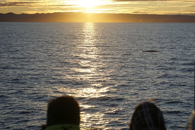Midnight Sun Whale Watching From Reykjavik - Wildlife Sightings and Highlights