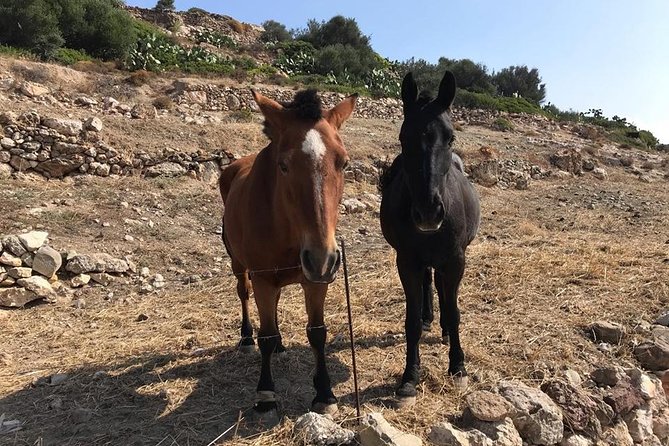 Milos Experience Daily Kimolos Road Trip - Daily Schedule and Accessibility