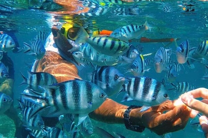 Mnemba Island Snorkeling Tour - Tour Accessibility and Start Time