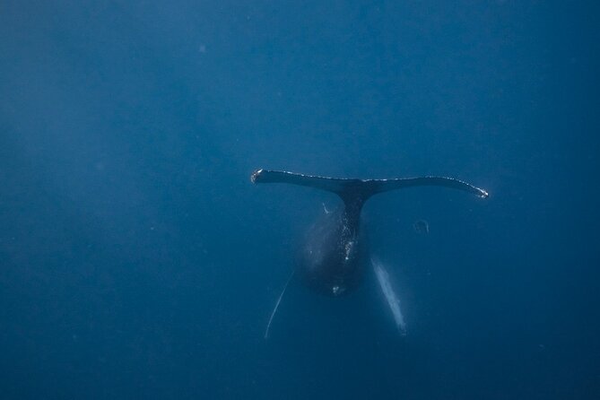 Mobula Ray Ocean Safari Day Trip - Accessibility and Fitness