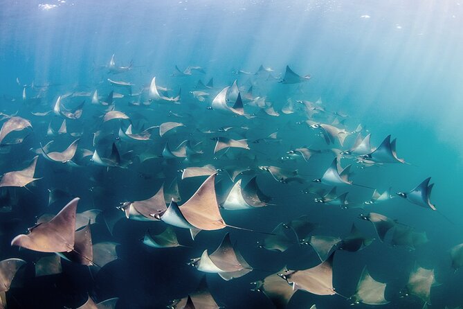 Mobula Ray Snorkel Adventure - Customer Experiences