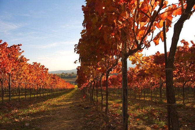 Montefalco: Winery and Oil Mill Tour in With Light Lunch - Tour Location and Accessibility