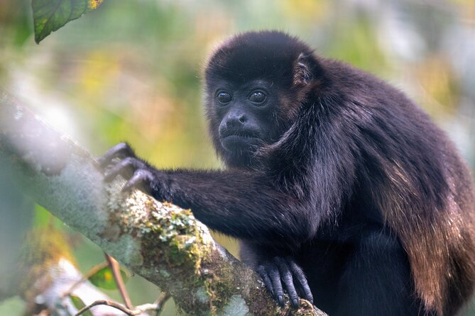 Monteverde Cloud Forest Tour - Guided Nature Hike