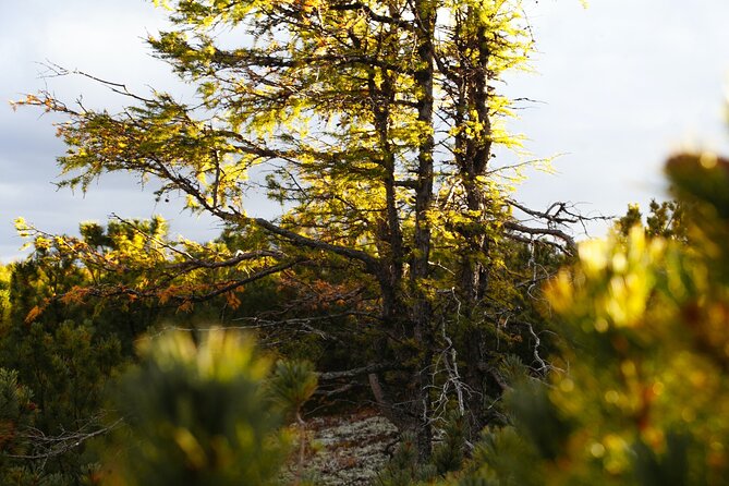 Moraine Lake: Larch Valley Hike, Departure From Banff - Tour Duration