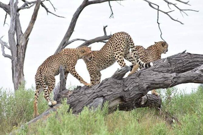 Moremi Full Day Trip In The World Renowned Moremi Game Reserve - Traveler Reviews and Ratings
