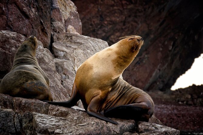 Morning: Ballestas Island Tour From Paracas With Entrances - Wildlife Spotting