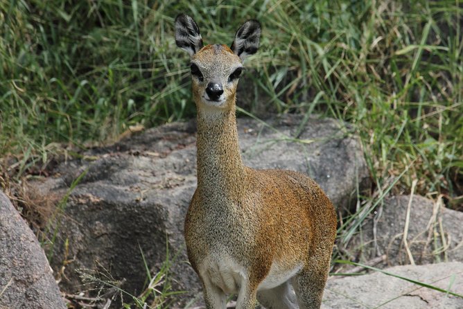 Morning Safari in Kruger National Park From Hazyview (Am Knp) - Requirements and Additional Information