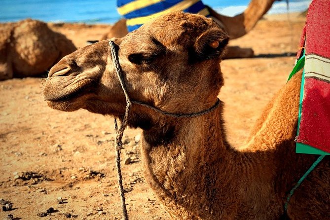 Morocco Day Trip From Spain: Private, Luxury & All-Inclusive - Pricing Structure