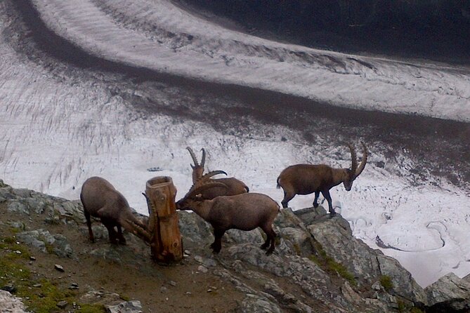 Mount Gornergrat: Zermatts Spectacular Summit Ticket - Pricing and Availability Considerations