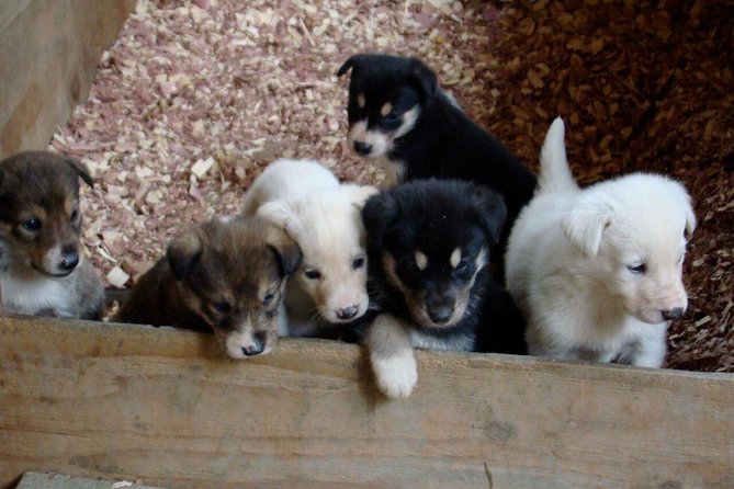 Mushers Camp and Smore Roasting Experience - Participant Requirements