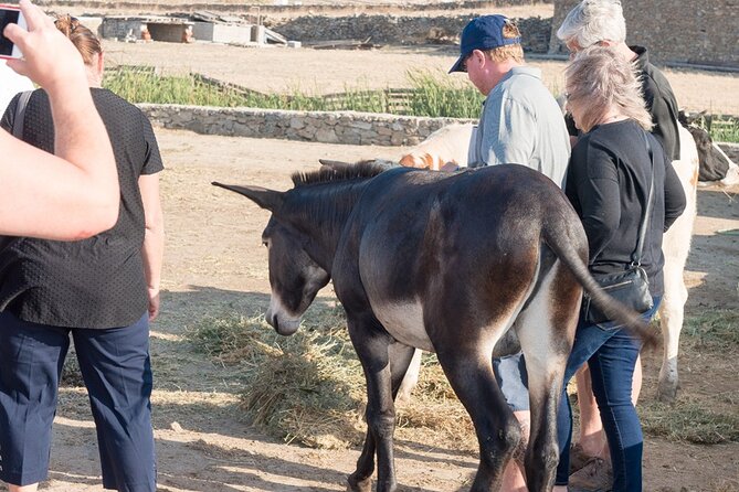 Mykonian Farm Entrance Ticket - Reviews and Ratings
