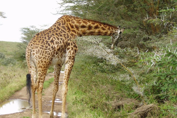 Nairobi National Park, Baby Elephant Orphanage and Giraffe Center - Pricing and Cancellation Policy