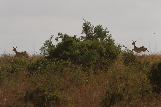 Nairobi National Park Guided Tour - Pricing Details