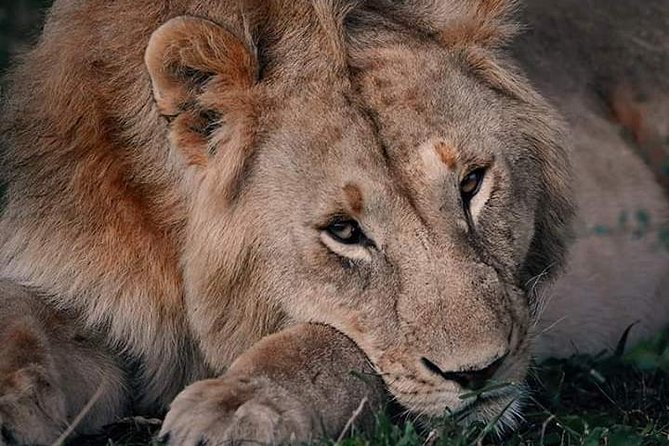 Nairobi National Park Half Day Tour - Pickup and Timing