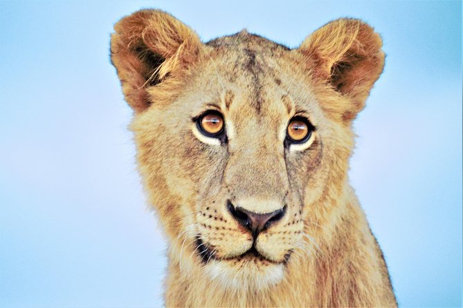 Nairobi National Park Half Day Tour - Customer Reviews
