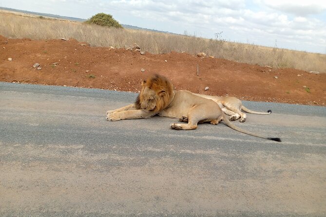 Nairobi National Park Safari With a Visit to Giraffe Center. - Pickup and Logistics
