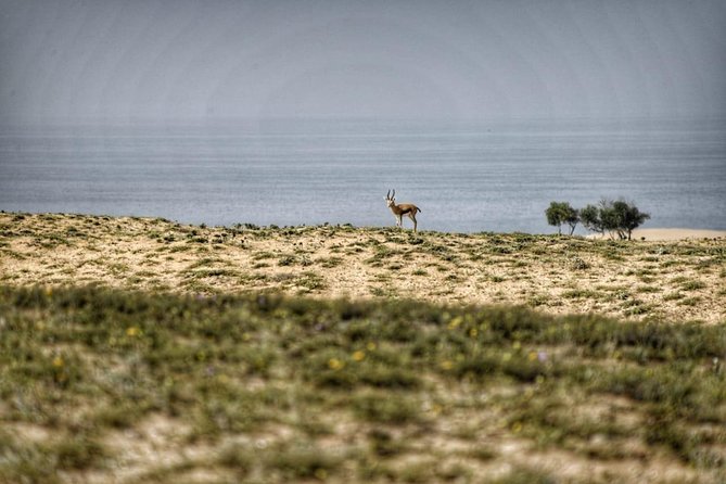 National Park Visit Souss Massa (Endangered Animals) - Meeting and Pickup