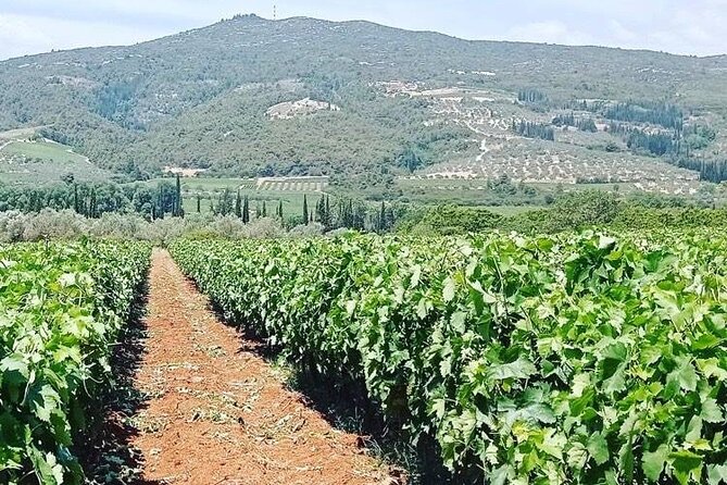 Nemea Wine Tour From Athens, Nafplio or Nemea With Oenologists - Pick-up Locations and Meeting Point