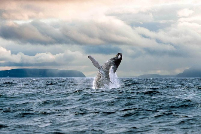 Newfoundland Puffin and Whale Watch Cruise - Booking Process and Options