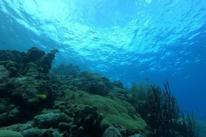 Night Diving At Caribbean Sea - Scenic Caribbean Dive