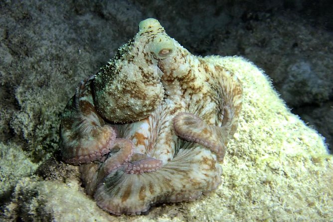Night Snorkeling - Observation of Octopus and Other Species - Diverse Marine Life