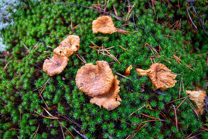 Nuuksio National Park Hiking Experience From Helsinki - Guide Expertise