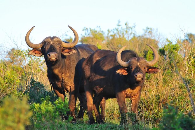 Ol Pejeta Conservancy and Chimpanzee Sanctuary Full-Day Tour From Nairobi - Review Insights